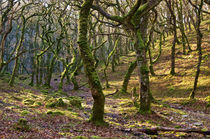 Woods near Badgeworthy Water Exmoor by Pete Hemington