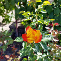 a rose in a garden by feiermar