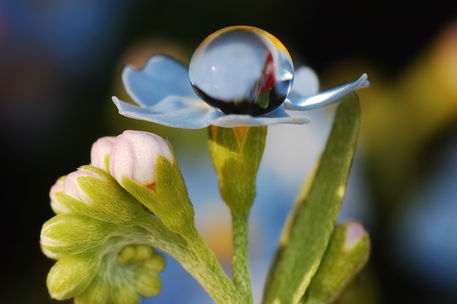 Water-pearl