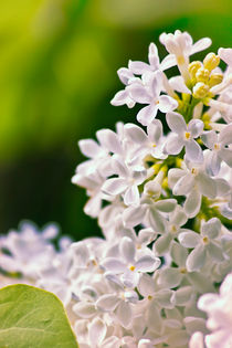 White Lilac Flowers by Vicki Field