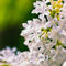 White-lilac-flowers