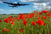 Flying over poppies by Sam Smith