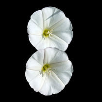 two white flowers by feiermar