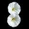 Two-white-flowers-bun