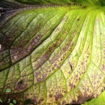 Veins of a leaf. by Ruth Baker
