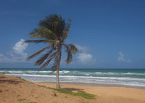 Karon Beach palm tree von Leighton Collins