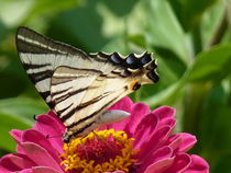Schmetterling - Poesie der Natur von Nona Simakis