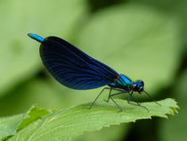 Blaue Libelle von Nona Simakis