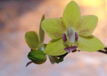 Orchideenblüten von Gisela Peter