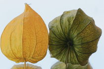 gelbe und grüne Physallis von Gisela Peter