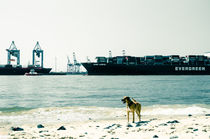 Hund in Hamburg by Gabriele Brummer