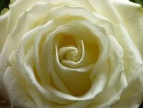 White Rose von Nona Simakis