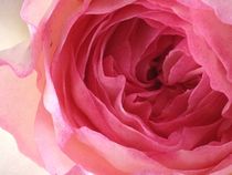 Love Roses von Nona Simakis
