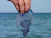 Blue Ocean - blue jellyfish von Nona Simakis