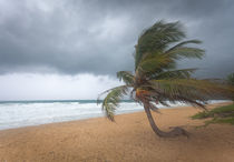 Windswept Palm tree by Leighton Collins
