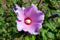 purple flower by feiermar