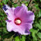 Purple-flower-bun