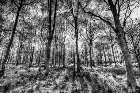 April-epping-forest-bw