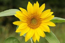 Sonnenblume I von Anja  Bagunk