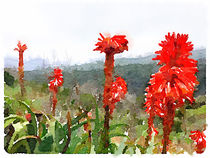 Rote Blütensignale im Garajonay by leoncanarias