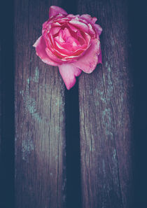 Pink Rose - The Gift by Sybille Sterk