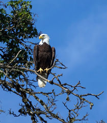 American Bald Eagle von wenslow