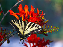 Monarch Butterfly von wenslow