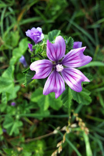 purple flower 3 by feiermar