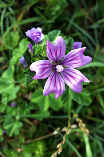 Purple-flower-3-bun