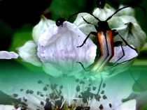ein käfer... by hedy beith