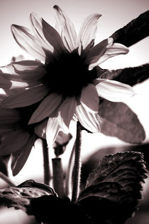 Sonnenblume von Bastian  Kienitz