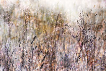 Grasses In The Afternoon Light by florin
