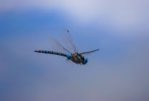 Dragonfly by wenslow