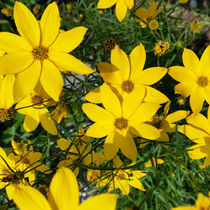 yellow flowers by feiermar