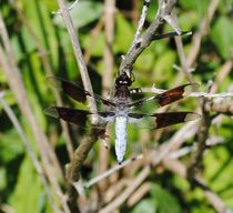 Common Whitetail Skimmer 2, 2015 von Caitlin McGee