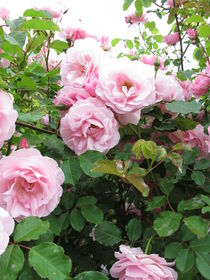 Blühender Rosenbusch von Heike Rau