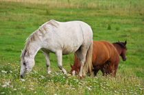 Pferde im Katinger Watt von AD DESIGN Photo + PhotoArt