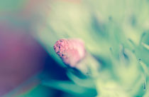 Flower bud** by Gabriele Brummer