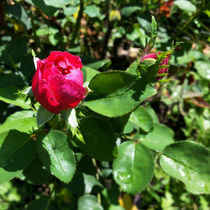 red rosebuds von feiermar