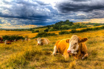 Resting Cows by David Pyatt