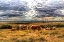 Resting Cows von David Pyatt