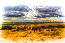 Resting cows Art by David Pyatt