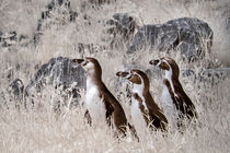 Pinguine in Infrarot von flylens