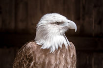 Adler Portrait von flylens