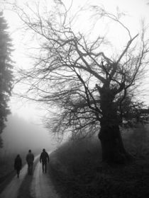 Einsam im Nebelwald von flylens