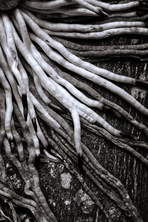 Wurzeln / Roots von zookie-miller