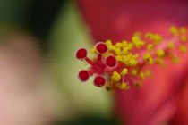 Makro einer Blume von flylens