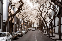 Schöne Straße mit Bäumen in infrarot von flylens