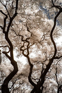 Strukturbäume in infrarot von flylens