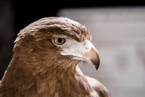 Nachdenklicher Adler by flylens